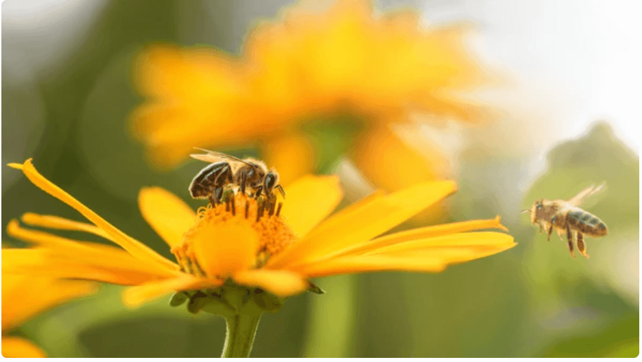 bee on a flower
