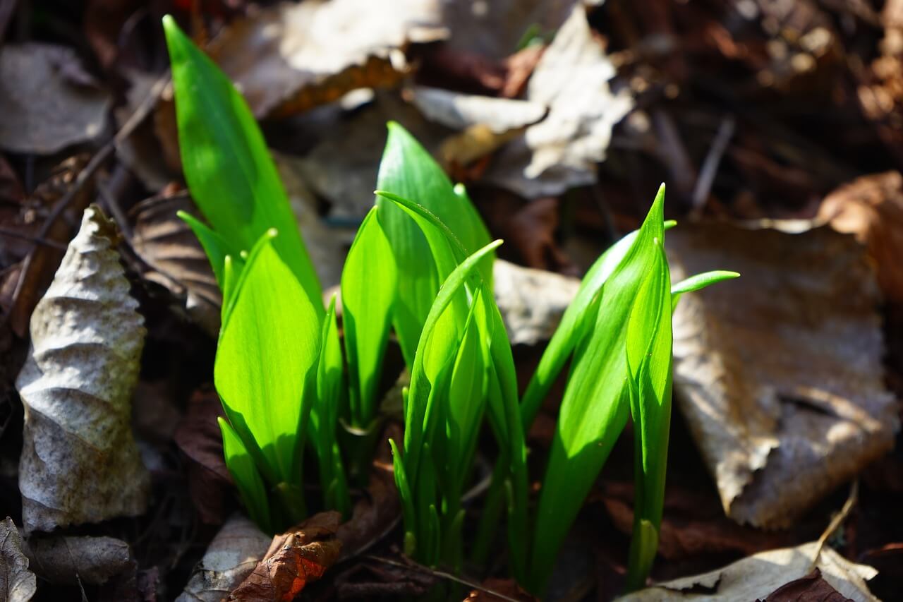 grouping of ramp leaves