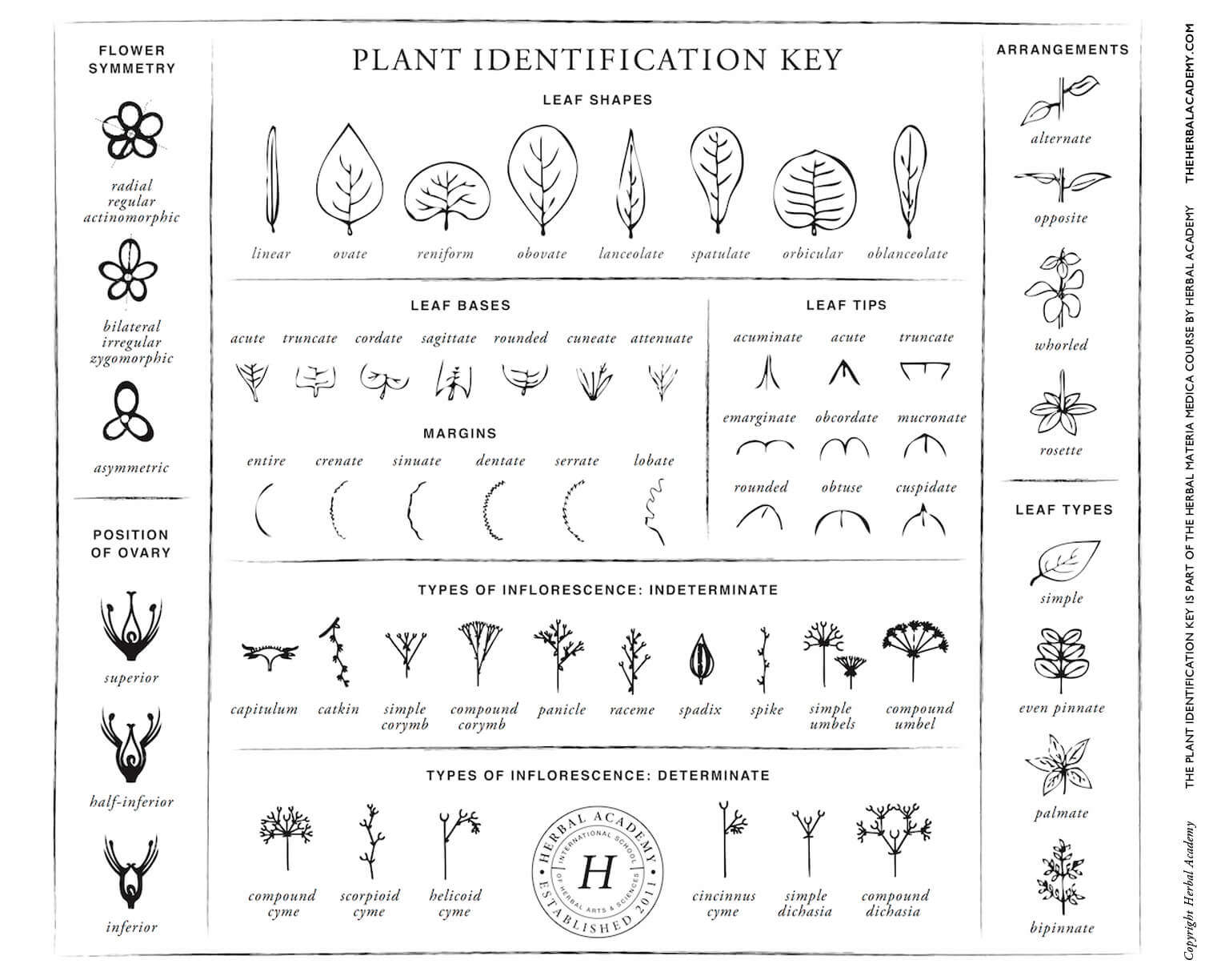 Plant Identification Key by Herbal Academy
