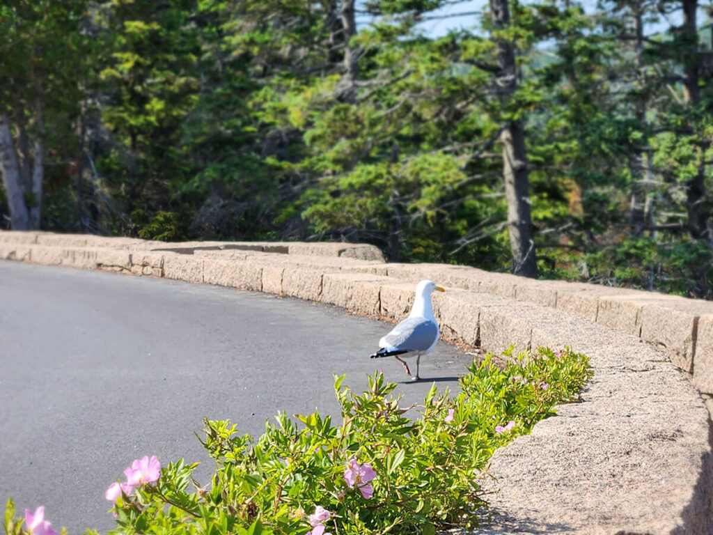 single seagull walking along a road at Acadia National Park