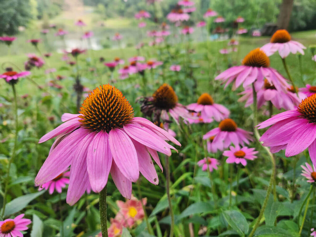 dozens of purple coneflowers