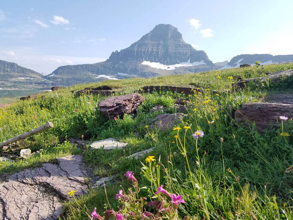 morning sun on wildflowers on a mountain trail at Glacier National Park