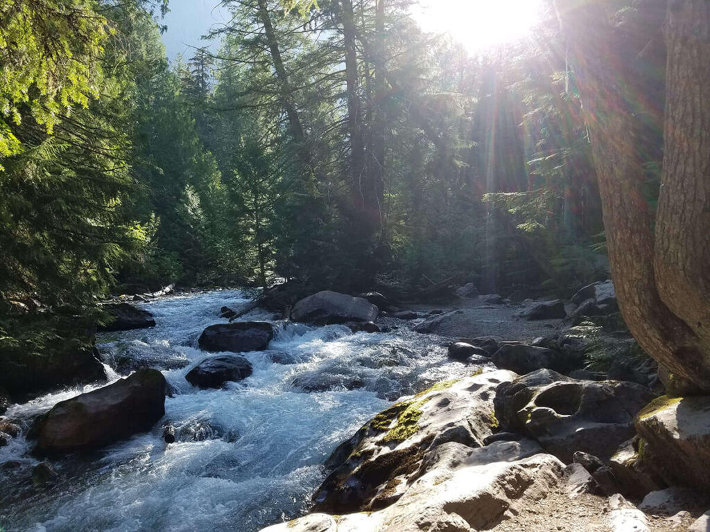 rushing water rapids flowing over smooth rocks in a forest at Glacier National Park