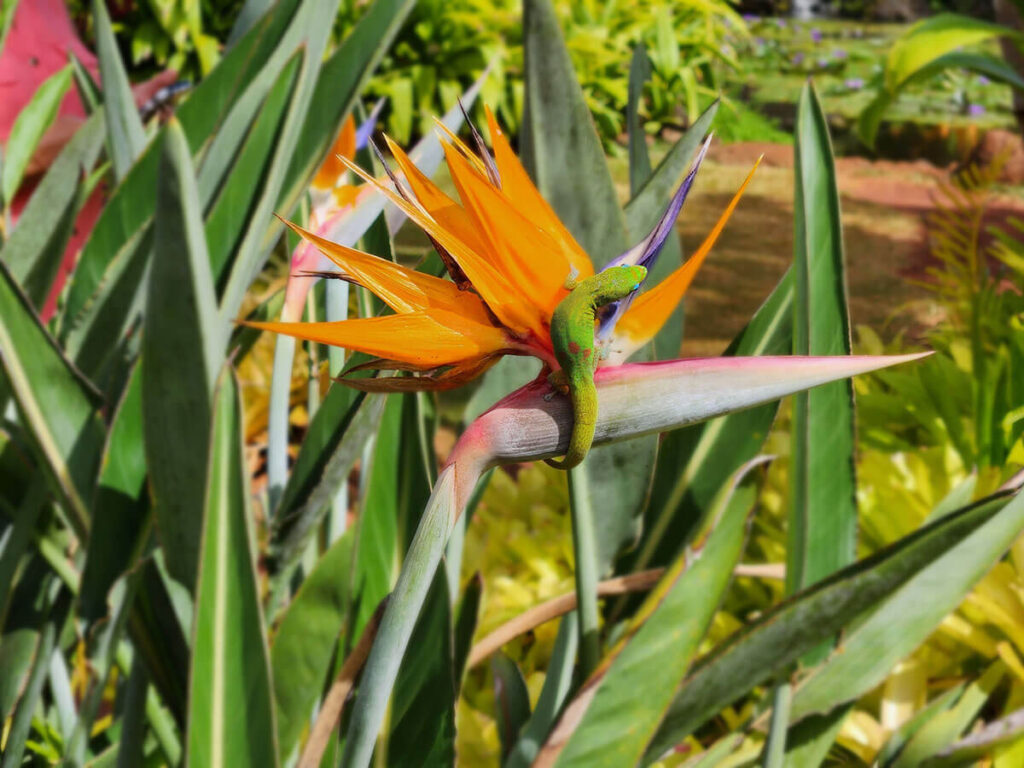 green lizard crawling on the bloom of a bird of paradise flower